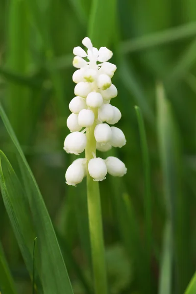 Witte bloem in de tuin. — Stockfoto