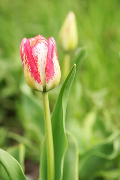 Розовые тюльпаны в саду. — стоковое фото