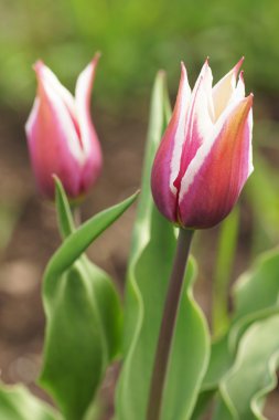 bahçede iki pembe laleler.