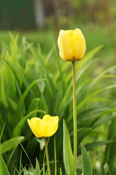 Tulipes jaunes dans le jardin. — Photo