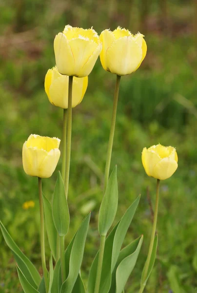 Yellow tulips in the garden. — Stock Photo, Image