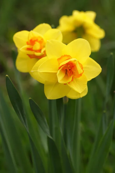 Bahçedeki beyaz çiçek. 