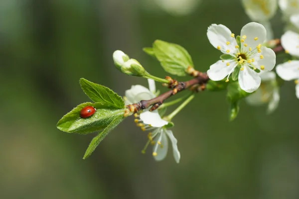 Ladybug on a branch of plum blossoms. — Zdjęcie stockowe