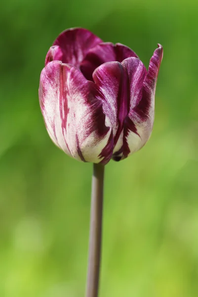 Tulipes violettes dans le jardin — Photo