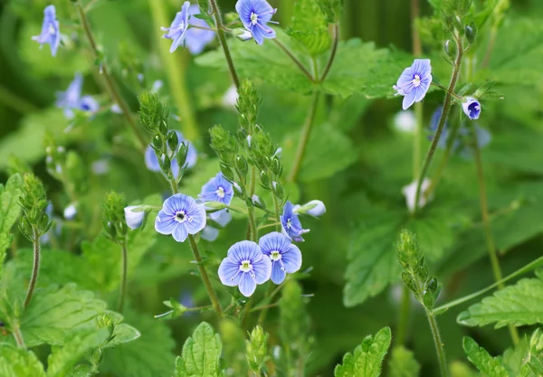 Fiore blu in giardino. — Foto Stock