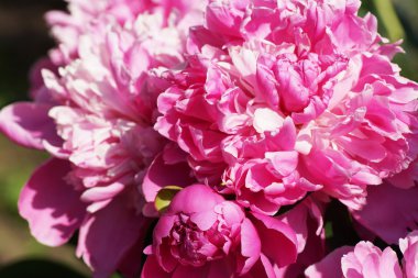 Bahçede pembe şakayık.