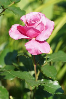 Bahçede pembe güller açıyor.. 