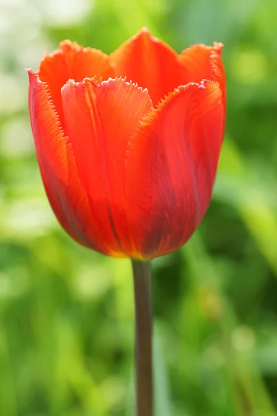 Red tulips in the garden. — Stock Photo, Image