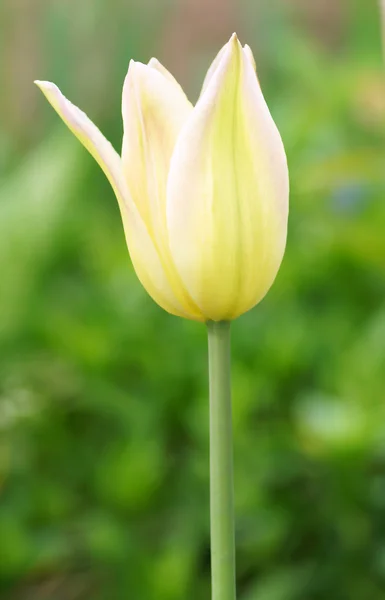 Yellow tulips in the garden. — Stock Photo, Image