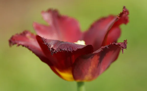 Des tulipes rouges dans le jardin. — Photo