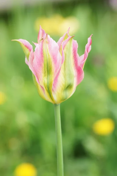 Розовые тюльпаны в саду. — стоковое фото