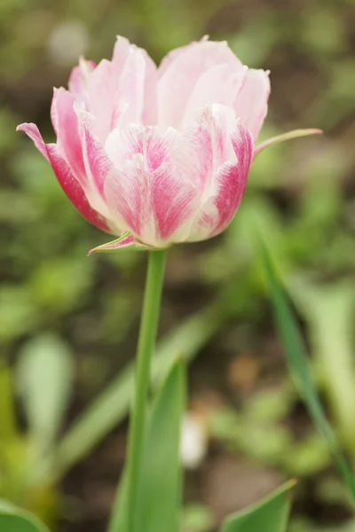 Pink tulips in the garden. — Stock Photo, Image