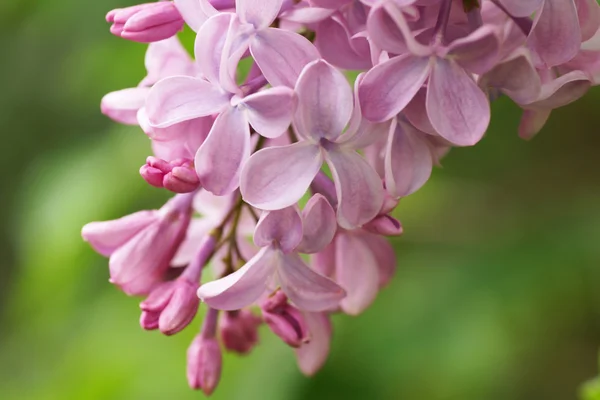 Lilac flower. — Stock Photo, Image