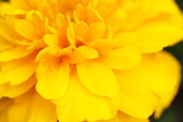 Caléndula flores amarillas en el jardín . —  Fotos de Stock