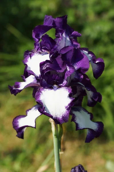 Iris bleu fleur dans le jardin. — Photo