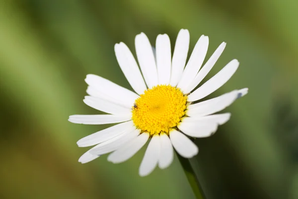 White daisy on a green background. — Stock Photo, Image