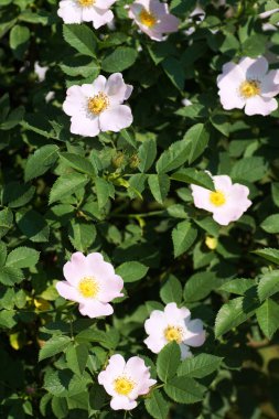 Pembe gül blooms bahçede. Briar. 