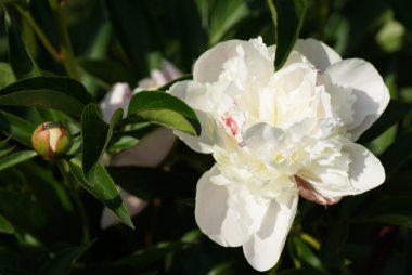 Bahçedeki beyaz şakayık. 