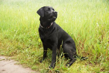 siyah köpek tasmalı. 