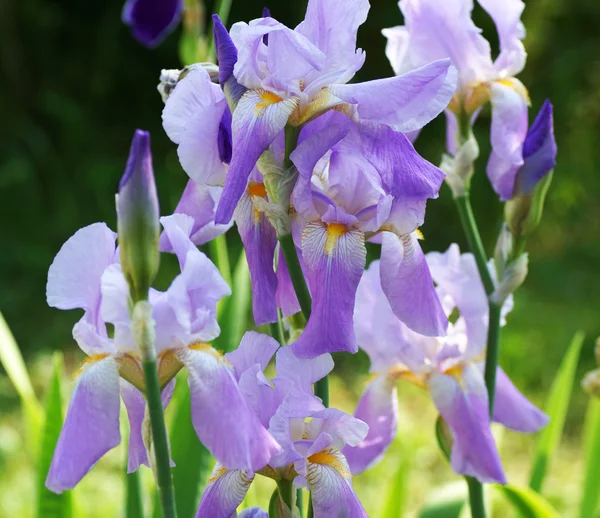 Iris bleu fleur dans le jardin. — Photo