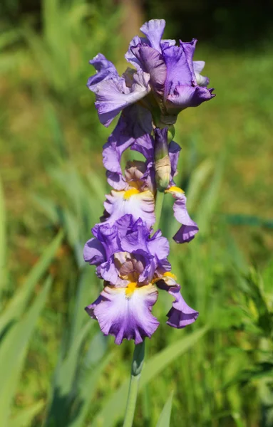 Iris bleu fleur dans le jardin. — Photo