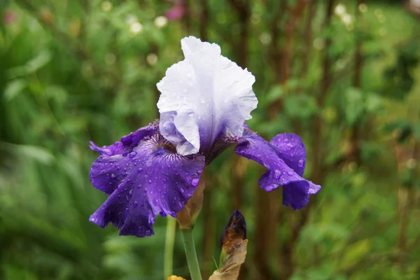 Iris bleu fleur dans le jardin. — Photo