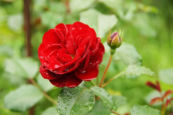 Rosa rossa in giardino — Foto Stock