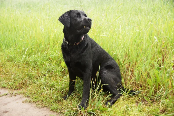 Μαύρο σκυλί σε ένα λουρί. — Φωτογραφία Αρχείου
