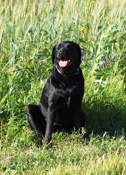 Black dog sitting on the grass. — Stock Photo, Image