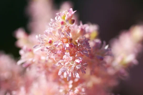 Deel van roze bloem bloeit. — Stockfoto