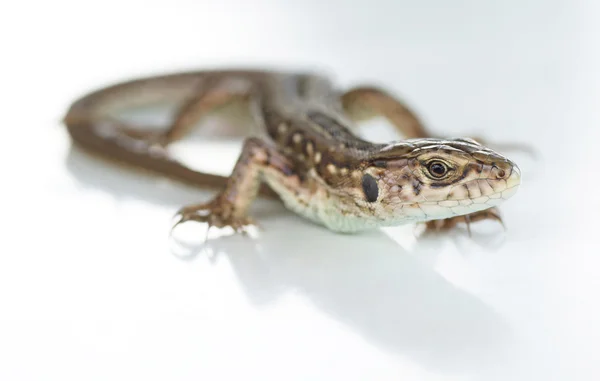 Lizard on a white background. — Stock Photo, Image