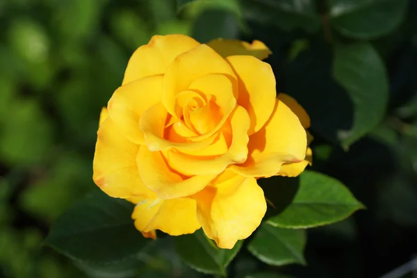 Żółte róże w ogrodzie. — Zdjęcie stockowe