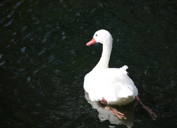 Cigno bianco che nuota in acqua. — Foto Stock