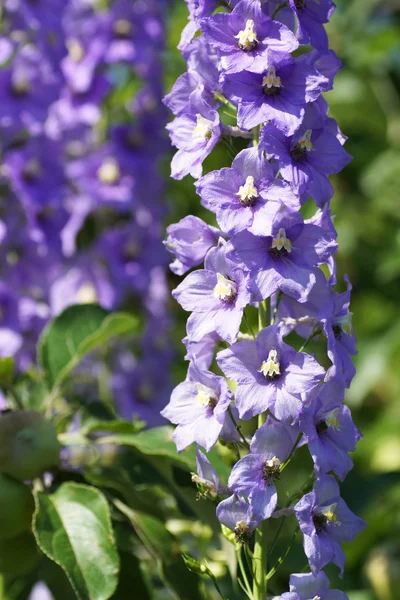 Flor azul en el jardín. —  Fotos de Stock