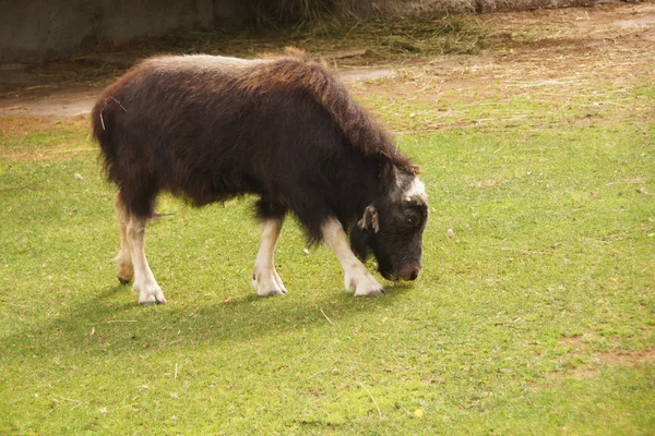 麝牛。在草地上吃草. — 图库照片