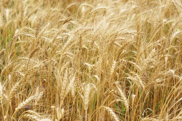 A field of wheat. Some ears. — Stock Photo, Image