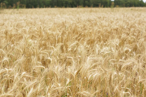 A field of wheat. Some ears. — Stock Photo, Image