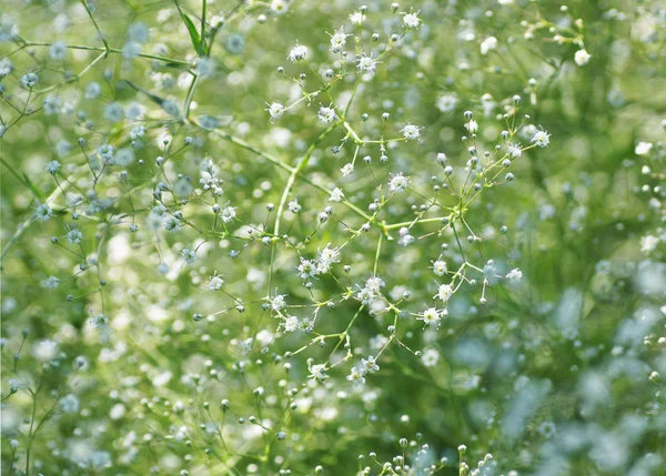 Gypsophila flor blanca . — Foto de Stock