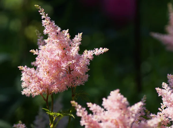 ピンクの花の花の一部. — ストック写真