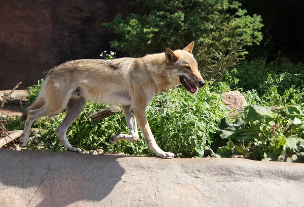 Wolf in a zoo. Royalty Free Stock Images