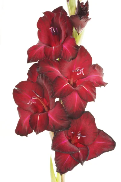 Purple flower gladiolus. — Stock Photo, Image