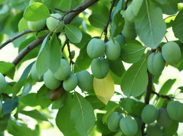 Green plums on the branch. — Stock Photo, Image