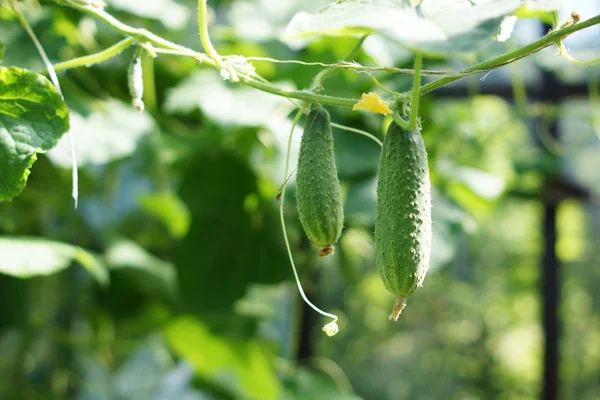 Bir dalda salatalık.