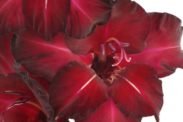 Gladiolus flor roxa. Isolado em branco . — Fotografia de Stock