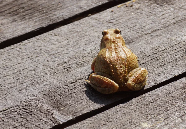 Kikker zittend op een houten oppervlak. — Stockfoto