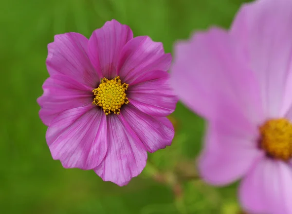 Flor rosa en el jardín. — Foto de Stock