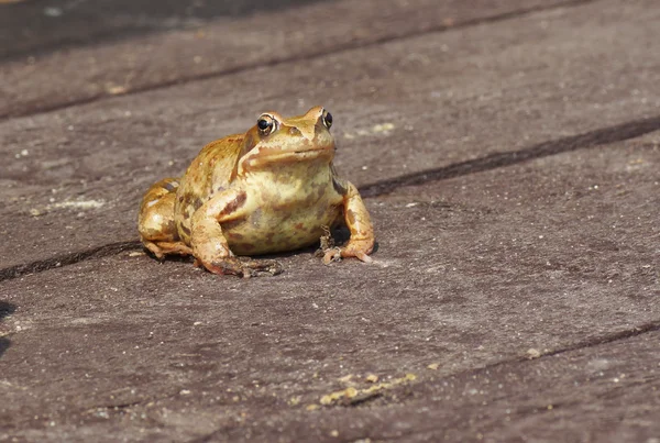 Sapo sentado em uma superfície de madeira . — Fotografia de Stock