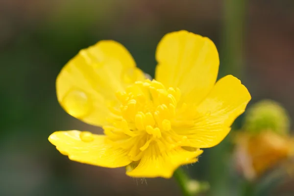 Желтый цветок в саду. — стоковое фото