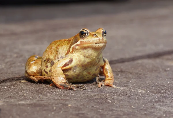 Frog sitting on a wooden surface. — Stock Photo, Image