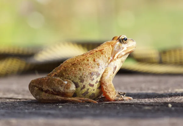 Kikker zittend op een houten oppervlak. — Stockfoto